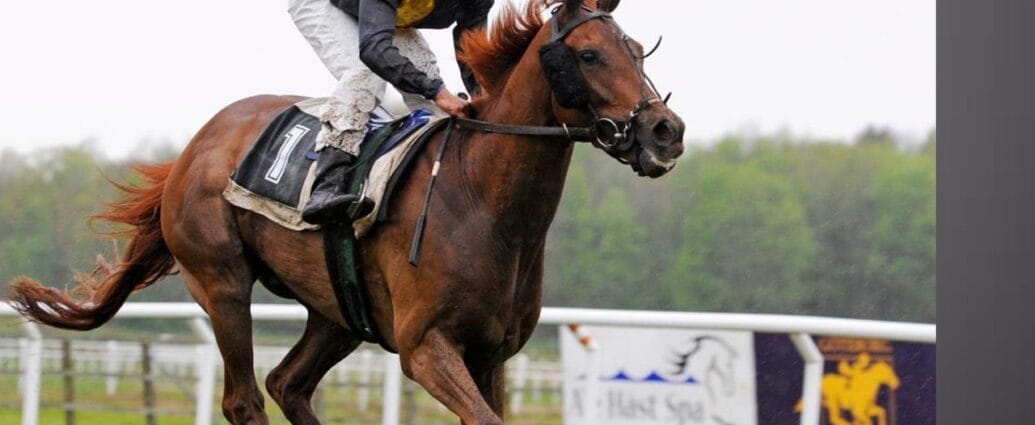 gallop, nature, horse, horse racing