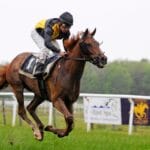 gallop, nature, horse, horse racing