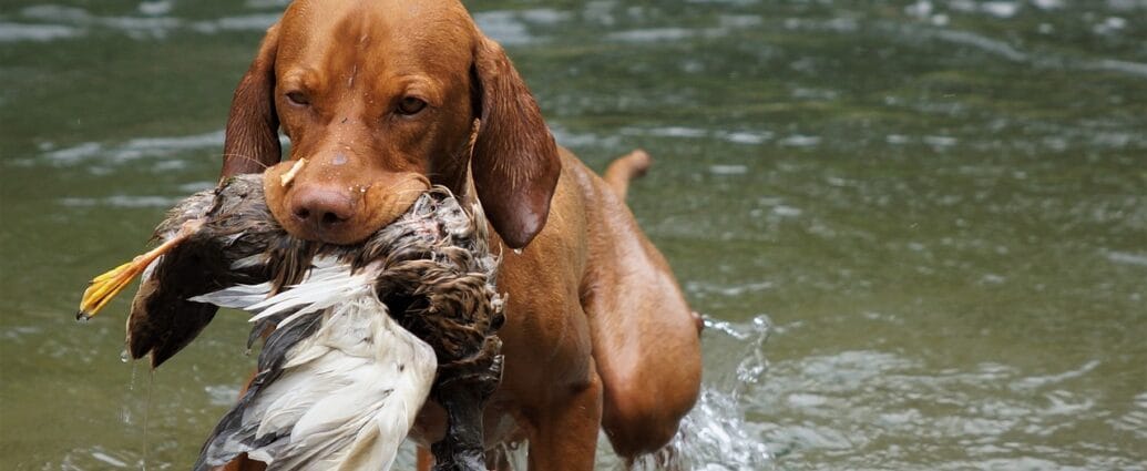 dog, animal, hunting dog, vizsla, hunt, hunting training, retrieve, pet, water training