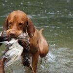 dog, animal, hunting dog, vizsla, hunt, hunting training, retrieve, pet, water training