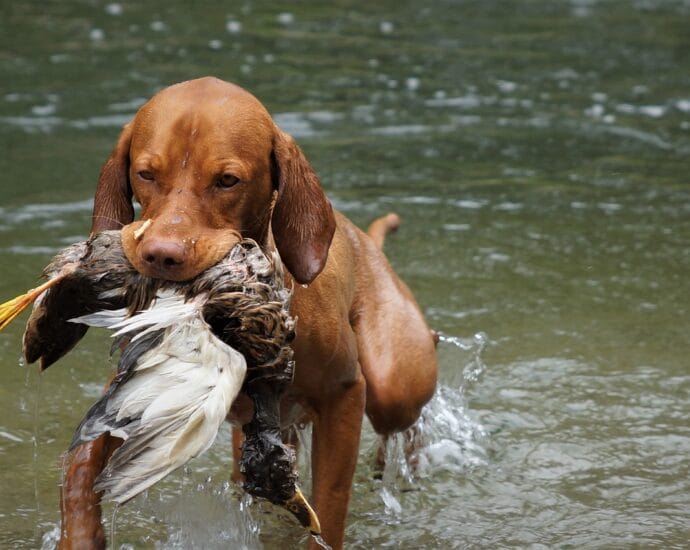 dog, animal, hunting dog, vizsla, hunt, hunting training, retrieve, pet, water training